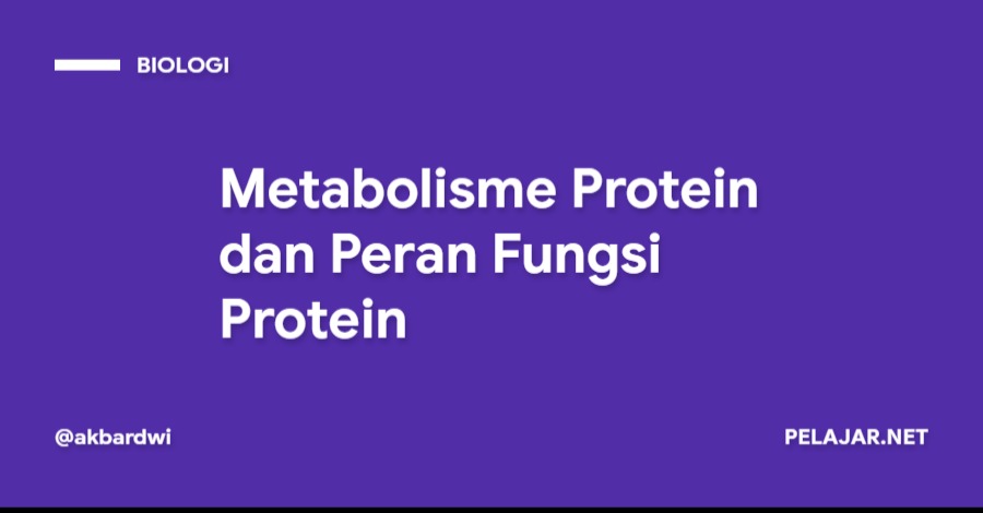 Metabolisme Protein dan Peran Fungsi Protein