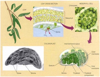 Proses Fotosintesis Pada Tumbuhan