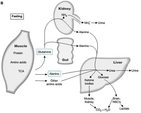 Metabolisme Protein