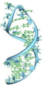 Pengertian RNA